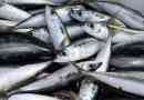 Sprat
